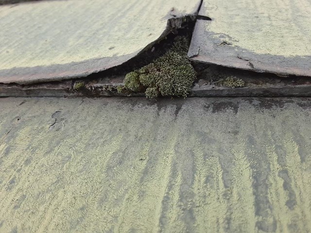 パミールが捲れてコケが生えている